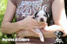 Louisiana Catahoula Leopard puppies for sale  - Catahoula Cur