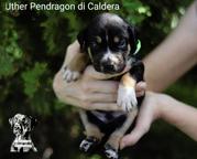 Louisiana Catahoula Leopard puppies for sale  - Catahoula Cur