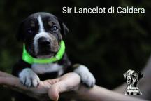 Louisiana Catahoula Leopard puppies for sale  - Catahoula Cur