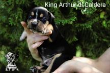 Louisiana Catahoula Leopard puppies for sale  - Catahoula Cur
