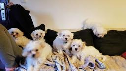 Cavachon puppies - Crossbreed