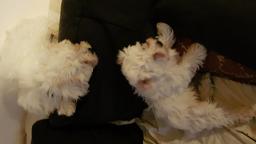 Cavachon puppies - Crossbreed Cavachon puppies - Crossbreed
