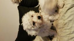 Cavachon puppies - Crossbreed Cavachon puppies - Crossbreed