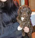 Lagotto romagnolo puppies - Poodle (172)