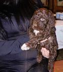 Lagotto romagnolo puppies - Poodle (172)