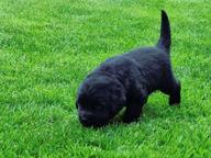 Newfoundland dog - Newfoundland (050)