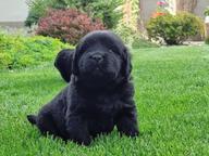 Newfoundland dog - Newfoundland (050)