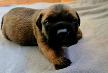 Bullmastiff - Bullmastiff (157)