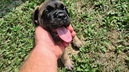 Bullmastiff - Bullmastiff (157)