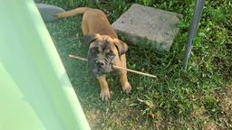 Bullmastiff - Bullmastiff (157)