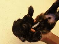 maltese Mixed Puppies for Sale - Crossbreed