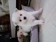 German Spitz - German Spitz (097)