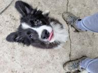 Border collie puppy - Border Collie (297)