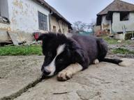 Border collie puppy - Border Collie (297)