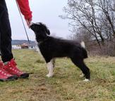 Border collie puppy - Border Collie (297)