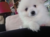 German Spitz - German Spitz (097)