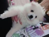 German Spitz - German Spitz (097)