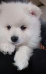 German Spitz - German Spitz (097)