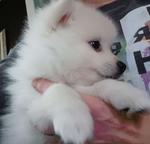 German Spitz - German Spitz (097)