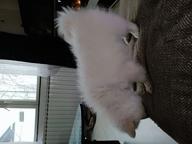 German Spitz - German Spitz (097)
