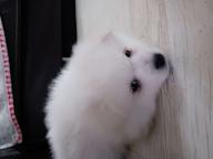 German Spitz - German Spitz (097)