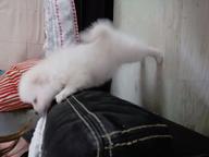 German Spitz - German Spitz (097)