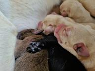 Labrador puppies from Bulgaria - Labrador Retriever (122)