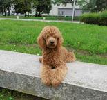 Stadart poodle puppy - Poodle (172) Stadart poodle puppy - Poodle (172)