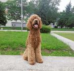 Stadart poodle puppy - Poodle (172) Stadart poodle puppy - Poodle (172)