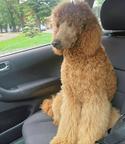 Stadart poodle puppy - Poodle (172) Stadart poodle puppy - Poodle (172)