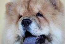 Chow Chow - Chow Chow (205)