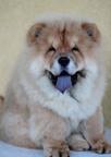 Chow Chow - Chow Chow (205)