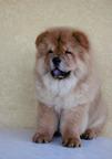 Chow Chow - Chow Chow (205)