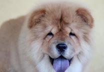 Chow Chow - Chow Chow (205)