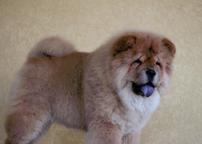 Chow Chow - Chow Chow (205)