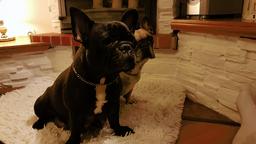 French Bulldog Puppy / Buldog Francuski - Bulldog (149)