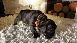 French Bulldog Puppy / Buldog Francuski - Bulldog (149)