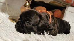 French Bulldog Puppy / Buldog Francuski - Bulldog (149)