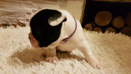 French Bulldog Puppy / Buldog Francuski - Bulldog (149)