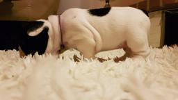 French Bulldog Puppy / Buldog Francuski - Bulldog (149)