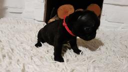 French Bulldog Puppy / Buldog Francuski - Bulldog (149)