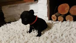 French Bulldog Puppy / Buldog Francuski - Bulldog (149)