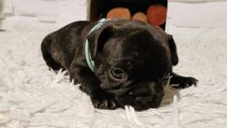 French Bulldog Puppy / Buldog Francuski - Bulldog (149)