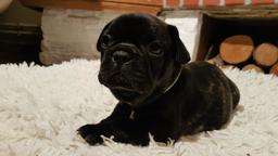 French Bulldog Puppy / Buldog Francuski - Bulldog (149)