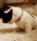 French Bulldog Puppy / Buldog Francuski - Bulldog (149)