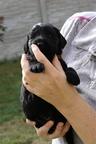 Puppies Flat coated retriever