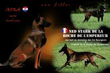 Belgian malinois - Belgian Shepherd Dog (015)