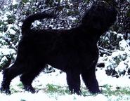 Black Russian Terrier Puppies - Russian Black Terrier (327)