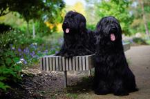 Briard puppies FCI - Briard (113)