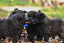 Grossspitz - Giant German Spitz Black puppies for sale - pedigree FCI - German Spitz (097)